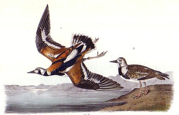 Turnstone - Audubon's Birds Of America