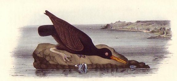 Bachman's Oyster-catcher - Audubon's Birds Of America