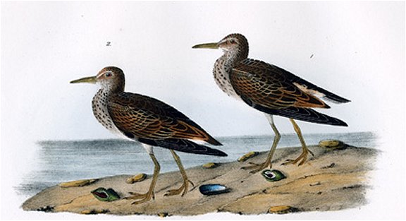 Pectoral Sandpiper - Audubon's Birds Of America