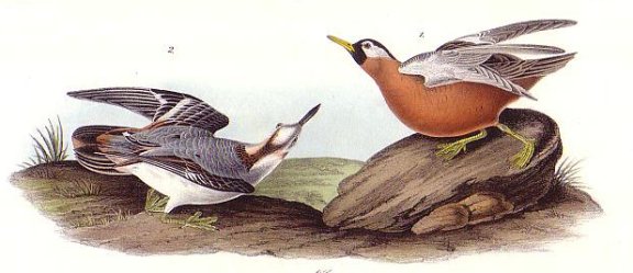 Red Phalarope - Audubon's Birds Of America