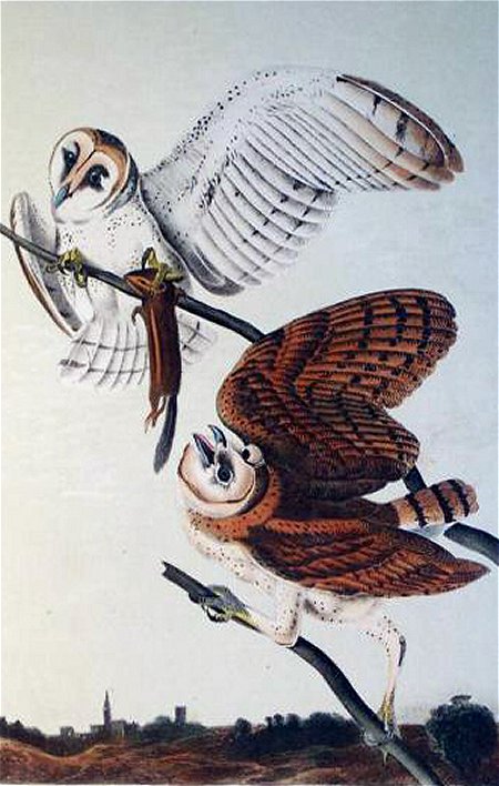 Barn Owl - Audubon's Birds Of America