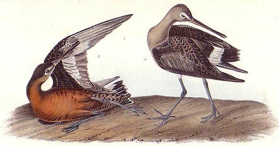 Hudsonian Godwit - Audubon's Birds Of America