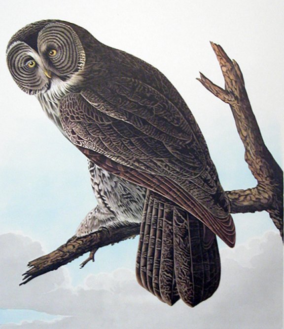 Great Cinereous Owl - Audubon's Birds Of America