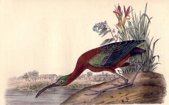 Glossy Ibis - Audubon's Birds Of America
