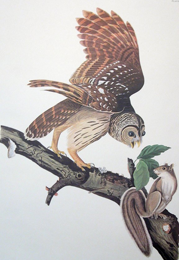 Barred Owl - Audubon's Birds Of America