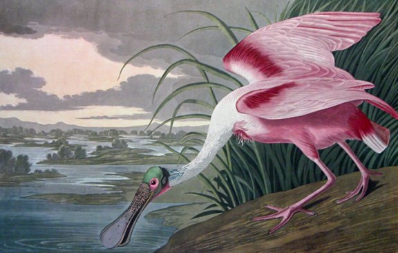 Roseate Spoonbill - Audubon's Birds Of America