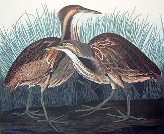 American Bittern - Audubon's Birds Of America