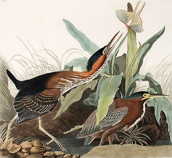 Green Heron - Audubon's Birds Of America