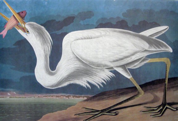 Great White Heron - Audubon's Birds Of America