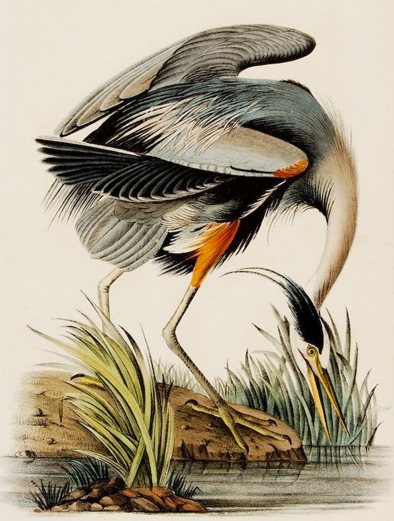 Great Blue Heron - Audubon's Birds Of America
