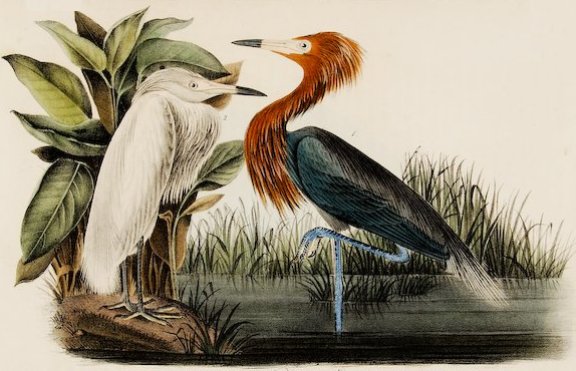 Reddish Egret - Audubon's Birds Of America