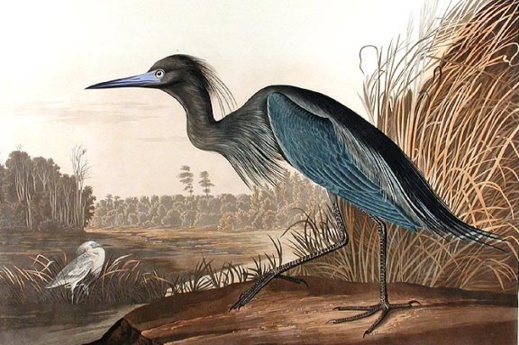 Blue Heron - Audubon's Birds Of America
