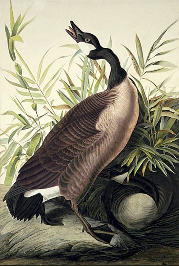 Canada Goose - Audubon's Birds Of America
