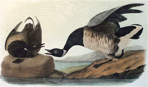 Brant Goose - Audubon's Birds Of America