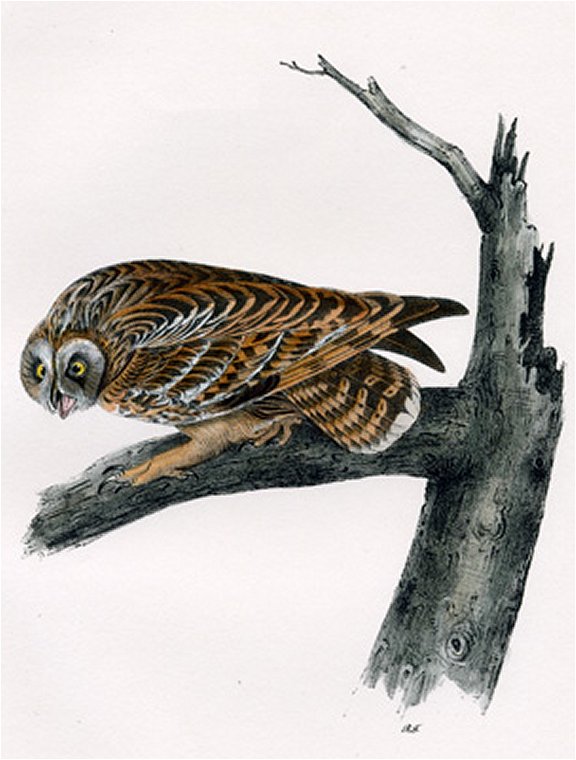 Short-eared Owl - Audubon's Birds Of America