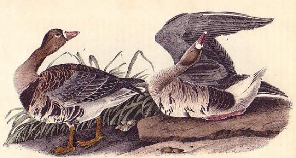 White-fronted Goose - Audubon's Birds Of America