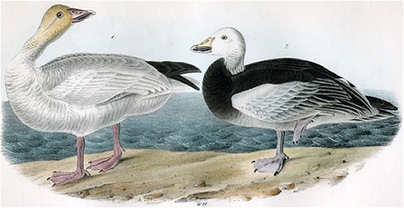 Snow Goose - Audubon's Birds Of America