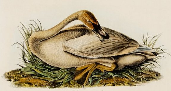 Trumpeter Swan - Young - Audubon's Birds Of America