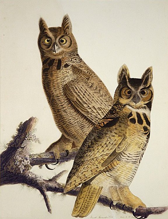 Great Horned-Owl - Audubon's Birds Of America