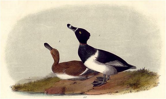 Ringed-neck duck - Audubon's Birds Of America