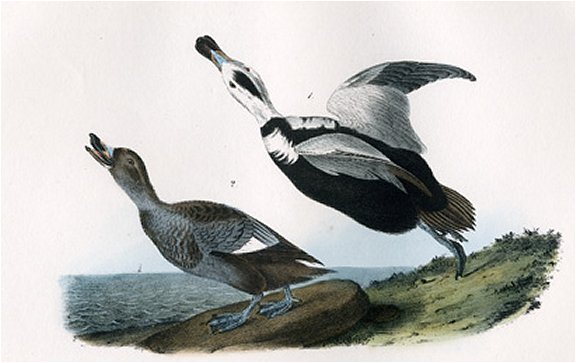 Pied Duck - Audubon's Birds Of America
