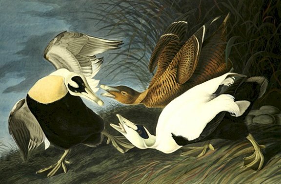 Eider Duck - Audubon's Birds Of America