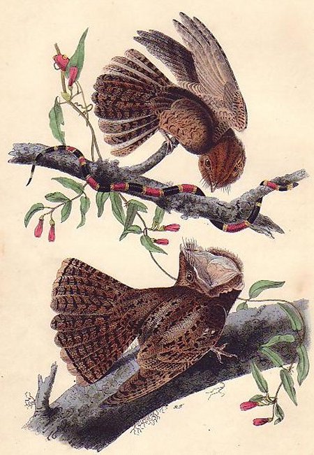 Chuck-will's Widow - Audubon's Birds Of America