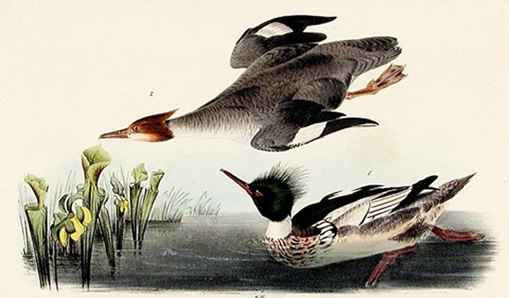 Red-breasted Merganser - Audubon's Birds Of America