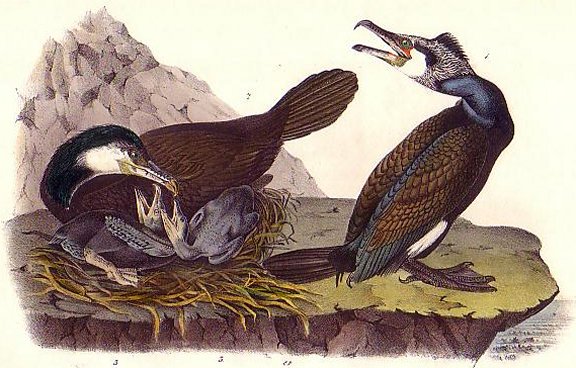 Common Cormorant - Audubon's Birds Of America