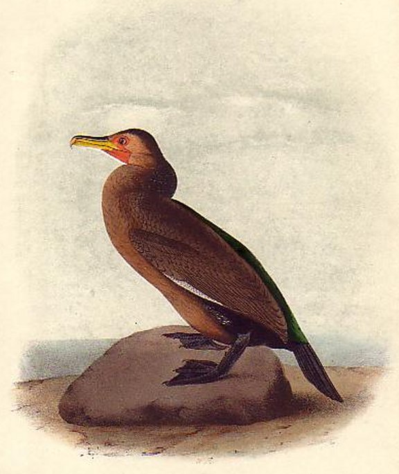 Townsend's Cormorant - Audubon's Birds Of America