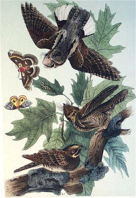 Whip-poor-will - Audubon's Birds Of America