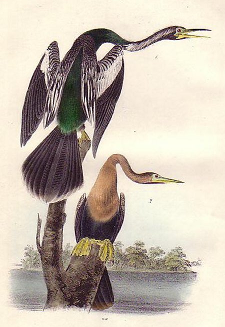 American Anhinga-Snake Bird - Audubon's Birds Of America