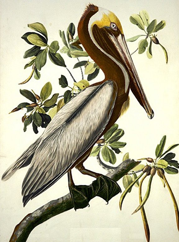 Brown Pelican - Audubon's Birds Of America
