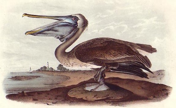 Brown Pelican - Young - Audubon's Birds Of America