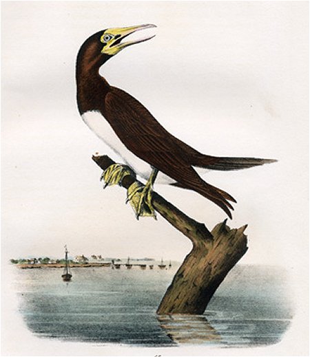 Booby Gannet - Audubon's Birds Of America