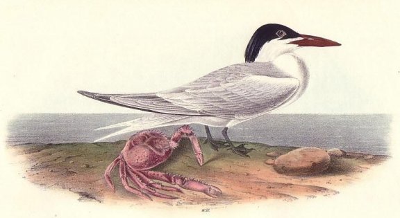 Cayenne Tern - Audubon's Birds Of America