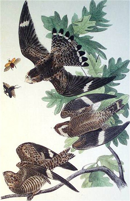Night Hawk - Audubon's Birds Of America
