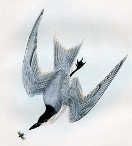 Gull-billed Tern/Marsh Tern - Audubon's Birds Of America