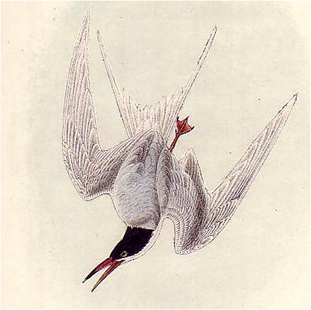 Common Tern - Audubon's Birds Of America