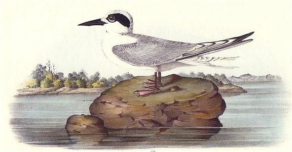 Havell's Tern - Audubon's Birds Of America