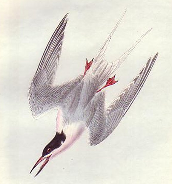 Roseate Tern - Audubon's Birds Of America