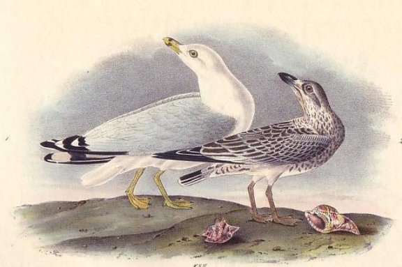 Common American Gull - Audubon's Birds Of America