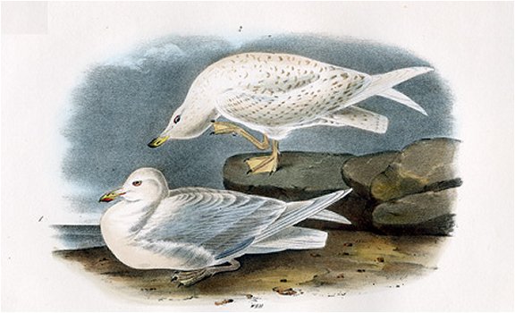 White-winged Silvery Gull - Audubon's Birds Of America