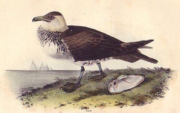 Pomerine Jager - Audubon's Birds Of America