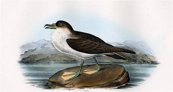 Wandering Shearwater - Audubon's Birds Of America