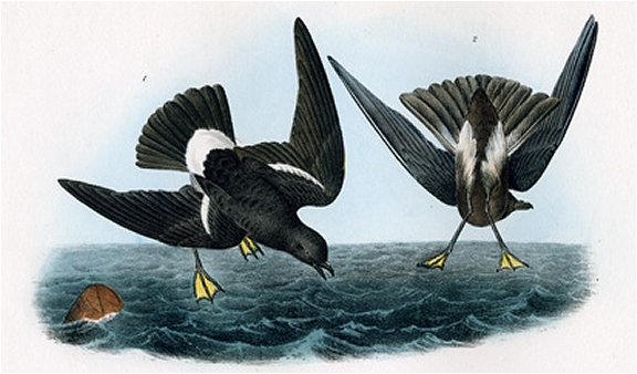 Wilson's Petrel - Audubon's Birds Of America