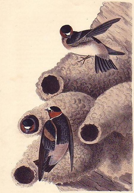 Cliff Swallow - Audubon's Birds Of America