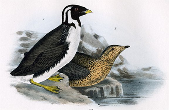 Black-throated Guillemot - Audubon's Birds Of America