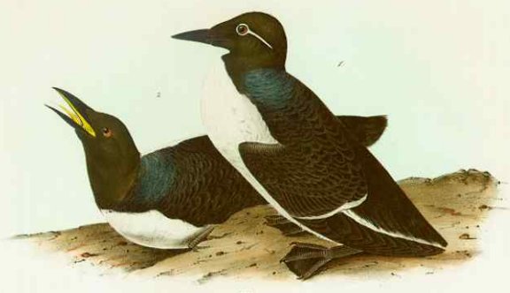 Foolish Guillemot - Audubon's Birds Of America
