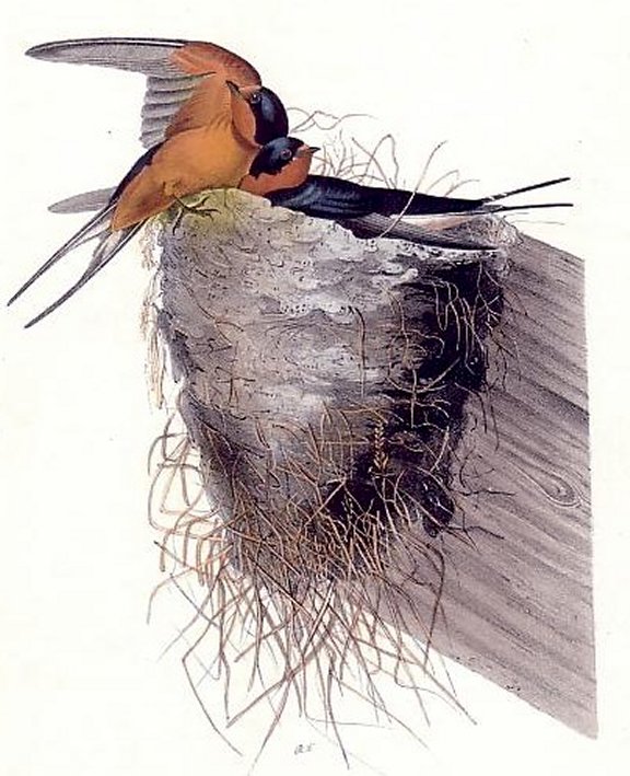 Barn or Chimney Swallow - Audubon's Birds Of America